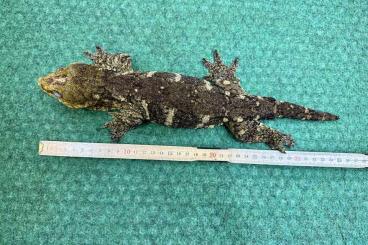 Geckos kaufen und verkaufen Photo: 1,0 Rhacodactylus l. leachianus Mt. Koghis Tröger line