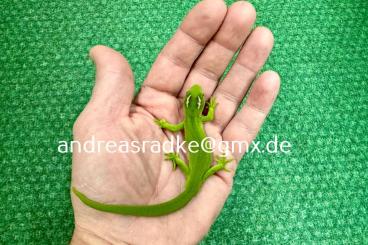 Geckos kaufen und verkaufen Photo: 1,0 Naultinus grayii CB 07/2023
