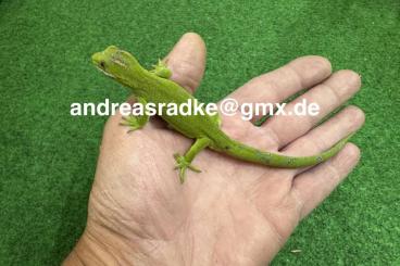 Geckos kaufen und verkaufen Foto: 1,0 Naultinus grayii CB 07/2023 Geckos kaufen und verkaufen Foto: 1,0 Naultinus grayii CB 07/2023