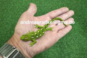 Geckos kaufen und verkaufen Foto: 1,0 Naultinus grayii CB 07/2024 Geckos kaufen und verkaufen Foto: 1,0 Naultinus grayii CB 07/2024