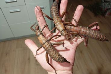 Insekten kaufen und verkaufen Foto: Dorngespenstschrecke - Eurycantha calcarata Insekten kaufen und verkaufen Foto: Dorngespenstschrecke - Eurycantha calcarata