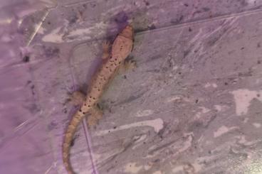 Geckos kaufen und verkaufen Foto: Jungferngecko, Lepidodactylus lugubris, Juvenile, Jungtier Geckos kaufen und verkaufen Foto: Jungferngecko, Lepidodactylus lugubris, Juvenile, Jungtier