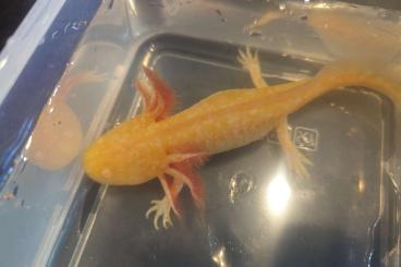 Newts kaufen und verkaufen Photo: Axolotl Nachwuchs abzugeben Newts kaufen und verkaufen Photo: Axolotl Nachwuchs abzugeben