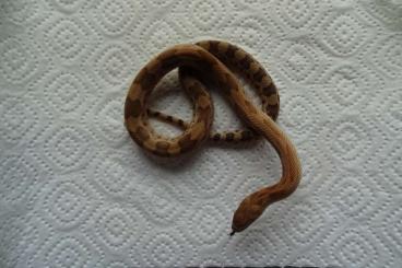 Schlangen kaufen und verkaufen Foto: Pituophis deppei jani (Nördliche Mexikanische Kiefernnatter)