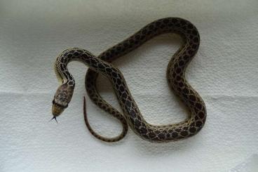Nattern ungiftige kaufen und verkaufen Photo: Bullen- und Gophernattern Nattern ungiftige kaufen und verkaufen Photo: Bullen- und Gophernattern