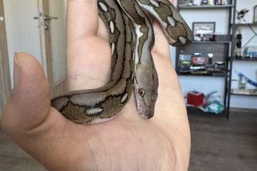 Schlangen kaufen und verkaufen Foto: 0.1 Super dwarf reticulated python 24 Schlangen kaufen und verkaufen Foto: 0.1 Super dwarf reticulated python 24