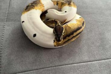 Ball Pythons kaufen und verkaufen Photo: 1.0 - Leopard Pastel Piebald Ball Pythons kaufen und verkaufen Photo: 1.0 - Leopard Pastel Piebald