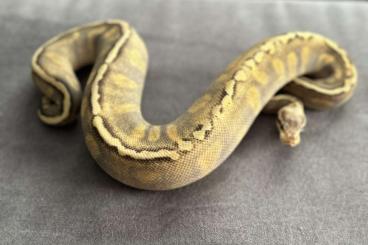 Ball Pythons kaufen und verkaufen Photo: 0.1 - Super Pastel GHI Mojave Ball Pythons kaufen und verkaufen Photo: 0.1 - Super Pastel GHI Mojave