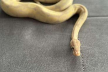 Königspythons kaufen und verkaufen Foto: 0.1 Super Banana het Clown Königspythons kaufen und verkaufen Foto: 0.1 Super Banana het Clown