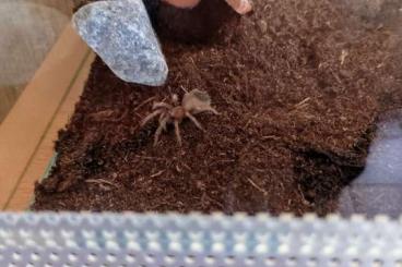 - bird spiders kaufen und verkaufen Photo: Brachypelma Hamorii Unbestimmt - bird spiders kaufen und verkaufen Photo: Brachypelma Hamorii Unbestimmt