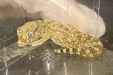 Geckos kaufen und verkaufen Foto: Dünnfingergecko (Stenodactylus Petrii) abzugeben Geckos kaufen und verkaufen Foto: Dünnfingergecko (Stenodactylus Petrii) abzugeben