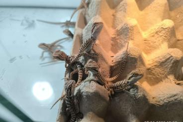 Bearded dragons kaufen und verkaufen Photo: Bartagamen-Jungtiere NZ 04/2025 Bearded dragons kaufen und verkaufen Photo: Bartagamen-Jungtiere NZ 04/2025