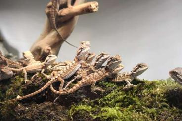 Bearded dragons kaufen und verkaufen Photo: Bartagamen-Jungtiere NZ 04/2025 Bearded dragons kaufen und verkaufen Photo: Bartagamen-Jungtiere NZ 04/2025