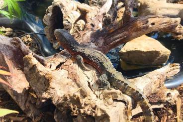 Lizards kaufen und verkaufen Photo: 1.1 Shinisaurus crocodilurus