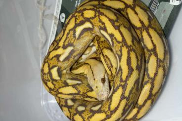 Pythons kaufen und verkaufen Photo: Malayopython reticulatus Netzpythons Reticulated pythons  