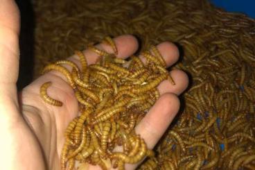 Insekten kaufen und verkaufen Foto: Lebende Mehlwürmer (Tenebrio molitor) – Slowakei