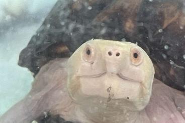 Turtles and Tortoises kaufen und verkaufen Photo: Albino Kinosternon creaseri gigantic female for Hamm