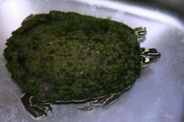 Schildkröten  kaufen und verkaufen Foto: Rare CB freshwater turtles for sale