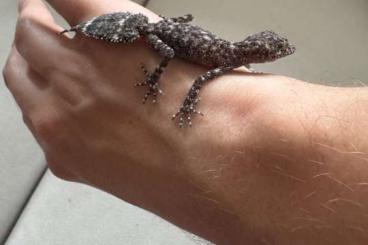 Geckos kaufen und verkaufen Foto: phyllurus amnicola 2 0,0,2 Jungtiere zur abgabe Geckos kaufen und verkaufen Foto: phyllurus amnicola 2 0,0,2 Jungtiere zur abgabe