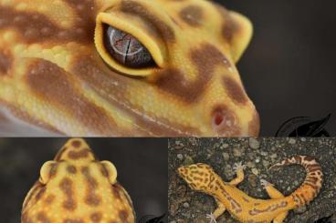 Geckos kaufen und verkaufen Photo: Leopardgecko Jungtiere und Adult Geckos kaufen und verkaufen Photo: Leopardgecko Jungtiere und Adult