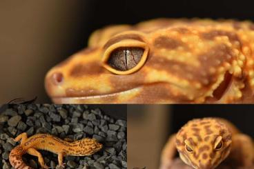 Geckos kaufen und verkaufen Photo: Leopardgecko Jungtiere und Adult Geckos kaufen und verkaufen Photo: Leopardgecko Jungtiere und Adult