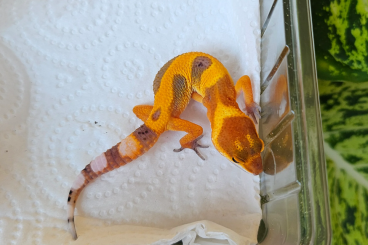 Geckos kaufen und verkaufen Photo: Leopardgecko Jungtiere und Adult Geckos kaufen und verkaufen Photo: Leopardgecko Jungtiere und Adult