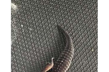 Geckos kaufen und verkaufen Foto: 1.0 Pure Black Night Leopardgecko Zuchtmännchen