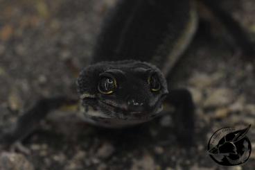Geckos kaufen und verkaufen Photo: Leopardgecko Pure Black Night