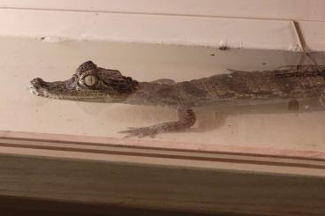Lizards kaufen und verkaufen Photo: Kaiman dringend abzuheben Lizards kaufen und verkaufen Photo: Kaiman dringend abzuheben