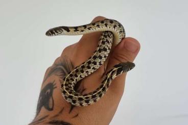 Nattern ungiftige kaufen und verkaufen Foto: Thamnophis marcianus, Checkered Garter snakes Nattern ungiftige kaufen und verkaufen Foto: Thamnophis marcianus, Checkered Garter snakes