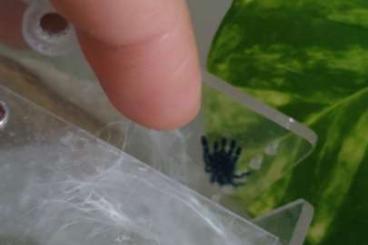 - bird spiders kaufen und verkaufen Photo: Vogelspinne Martinique Baumvogelspinne 