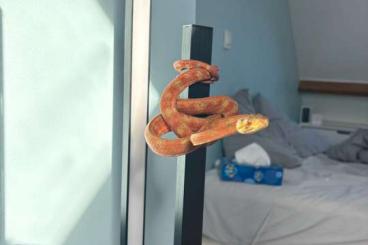 Boas kaufen und verkaufen Photo: 1.0 Corallus hortulanus orange x rouge 2023 Boas kaufen und verkaufen Photo: 1.0 Corallus hortulanus orange x rouge 2023