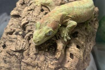 Geckos kaufen und verkaufen Photo: 0,0,1 Chahoua Gecko Mniarogekko chahoua Geckos kaufen und verkaufen Photo: 0,0,1 Chahoua Gecko Mniarogekko chahoua