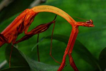 Insekten kaufen und verkaufen Foto: Mantis toxodera and choeradodis rhombicollis
