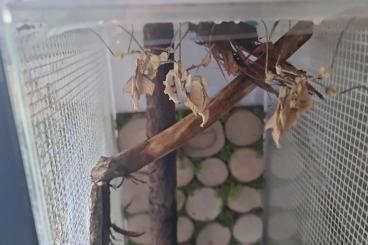 Insects kaufen und verkaufen Photo: Idolomantis diabolica l5 Insects kaufen und verkaufen Photo: Idolomantis diabolica l5