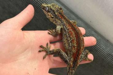 Echsen kaufen und verkaufen Foto: Gekon gargulcowy Echsen kaufen und verkaufen Foto: Gekon gargulcowy