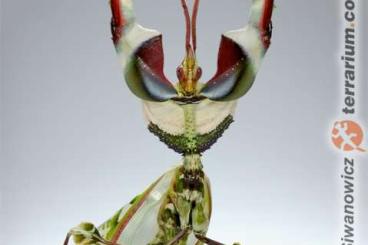 Insekten kaufen und verkaufen Foto: Mantis rare Insekten kaufen und verkaufen Foto: Mantis rare