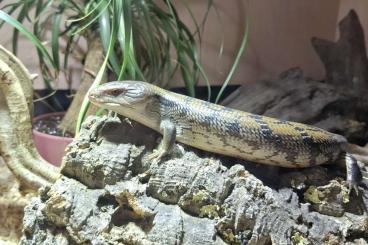 Skinks kaufen und verkaufen Photo: Blauzungenskink Tiliqua spec. irian yaya 0.0.1 DNZ 2024 Skinks kaufen und verkaufen Photo: Blauzungenskink Tiliqua spec. irian yaya 0.0.1 DNZ 2024