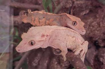 Geckos kaufen und verkaufen Photo: 2 Kronengecko Weibchen inklusive Terrarium 60x45x90 ReptiZoo Geckos kaufen und verkaufen Photo: 2 Kronengecko Weibchen inklusive Terrarium 60x45x90 ReptiZoo