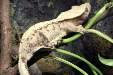 Geckos kaufen und verkaufen Photo: Kronengecko Correlophus ciliatus 0.1 Extreme Harlequin Weibchen 2023 Geckos kaufen und verkaufen Photo: Kronengecko Correlophus ciliatus 0.1 Extreme Harlequin Weibchen 2023
