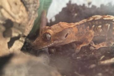 Geckos kaufen und verkaufen Foto: Kronengeckos suchen neues Zuhause Geckos kaufen und verkaufen Foto: Kronengeckos suchen neues Zuhause