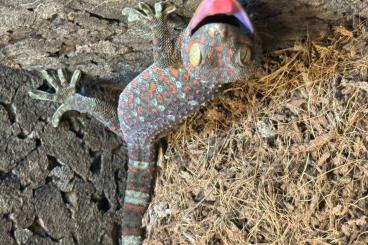 Geckos kaufen und verkaufen Foto: 2x Tokees, Tokeh, Tokay usw… Geckos kaufen und verkaufen Foto: 2x Tokees, Tokeh, Tokay usw…
