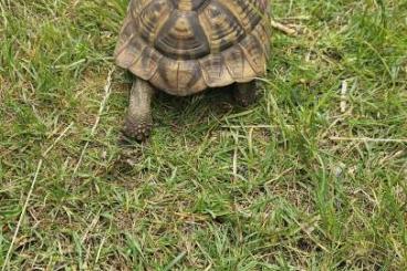 Tortoises kaufen und verkaufen Photo: Weibliche Landschildkröte Tortoises kaufen und verkaufen Photo: Weibliche Landschildkröte