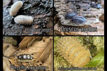 Krebstiere terrestrisch  kaufen und verkaufen Foto: Isopods for sale or trade