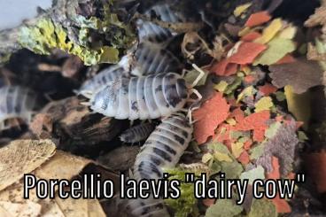 Krebstiere terrestrisch kaufen und verkaufen Foto: Isopods for sale or trade, bulks Krebstiere terrestrisch kaufen und verkaufen Foto: Isopods for sale or trade, bulks