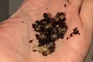 Schnecken kaufen und verkaufen Foto: Lissachatina fulica Albino und Radetzi