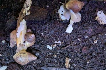 Schnecken kaufen und verkaufen Foto: Lissachatina fulica Albino und Radetzi Schnecken kaufen und verkaufen Foto: Lissachatina fulica Albino und Radetzi