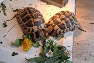 Tortoises kaufen und verkaufen Photo: Bald 4 Jahre alte Griechische Landschildkröte