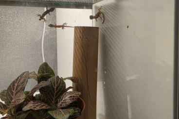Geckos kaufen und verkaufen Photo: Jungferngeckos zu verkaufen Geckos kaufen und verkaufen Photo: Jungferngeckos zu verkaufen