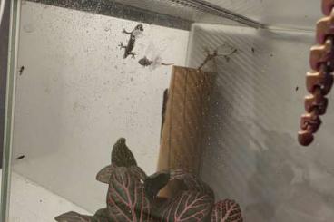 Geckos kaufen und verkaufen Foto: Jungferngeckos zu verkaufen Geckos kaufen und verkaufen Foto: Jungferngeckos zu verkaufen